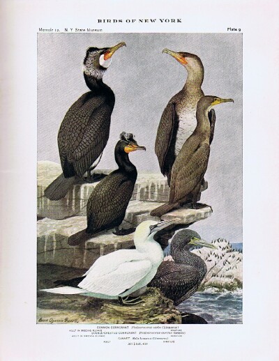 Image for Birds of New York (Two Volumes, Complete) New York State Museum Memoir 12